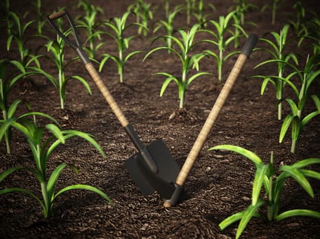 Shovel and pick axe standing on the corn field. 3D illustration.