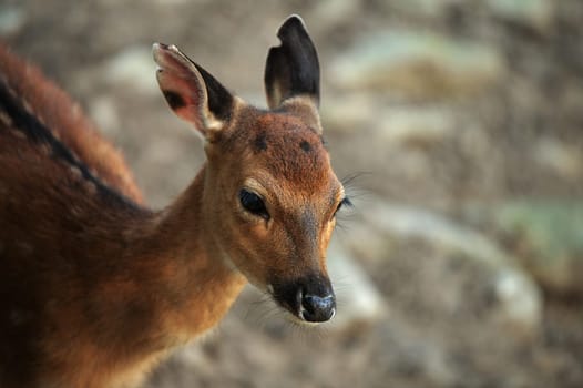 portrait of a deer in the woods, closeup view