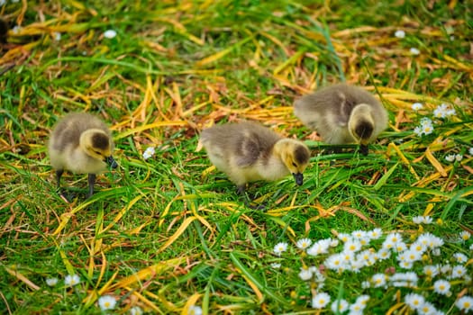 Canada goose goslings on grass