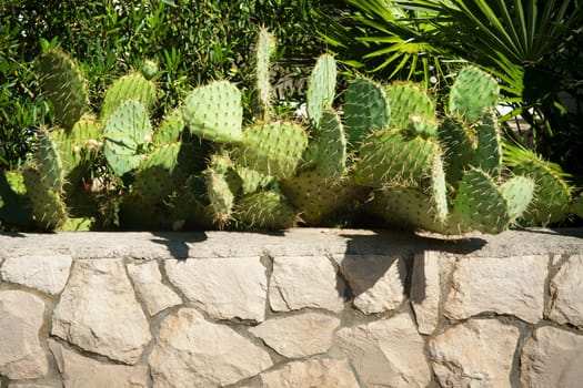 big cactus plants seeded in a group in nature.
