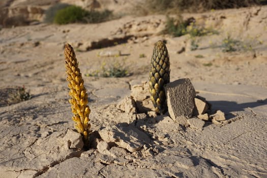 Vegetation in the dry Wadi Degla near Cairo, Egypt