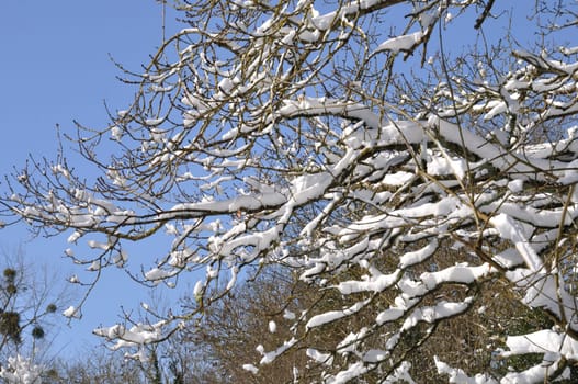 A branch covered in snow