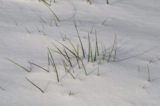 Blade of grass in the snow