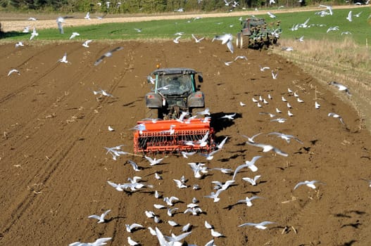 Plow tractor surrounded by seagulls