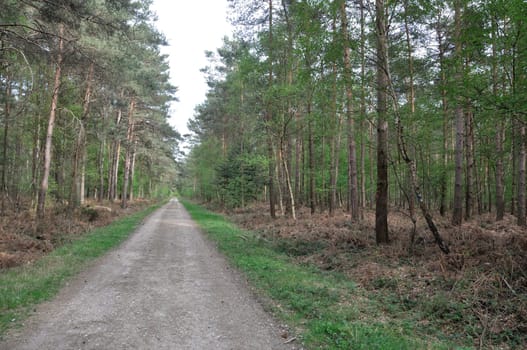 Road on the Communal forest of Saint-Pierre-Les-Elbeuf