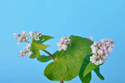 buckwheat flowers on a blue background