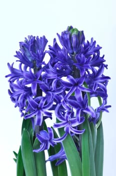 Studio shot of a hyacinth