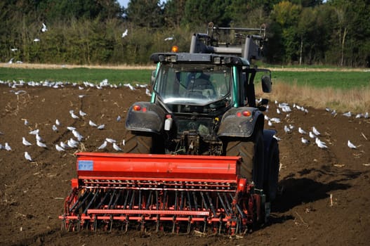Plow tractor surrounded by seagulls