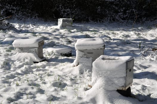 beehives in the snow in Brittany