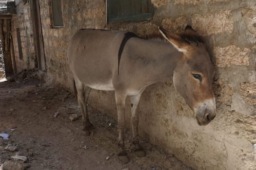 Donkey on Lamu resting in the shade after hard work, Kenya