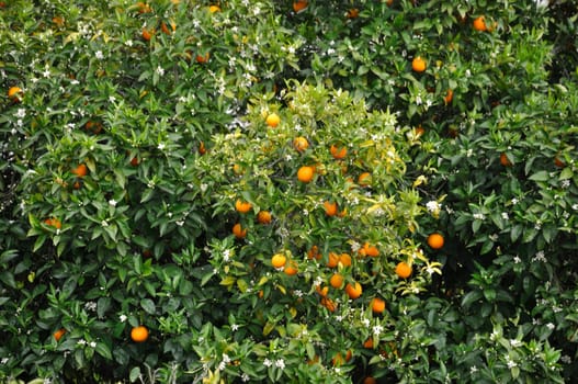 Orange tree near the Douro in Portugal