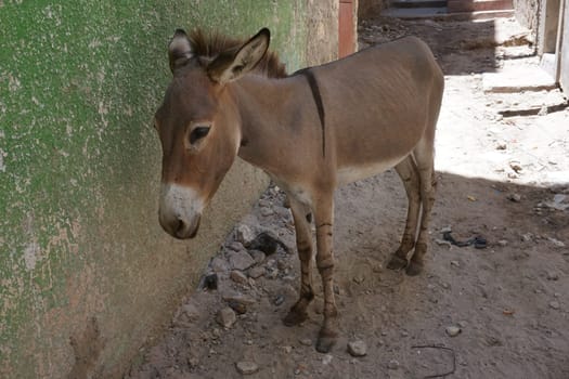 Hard working donkey on Lamu resting in the shade, Kenya