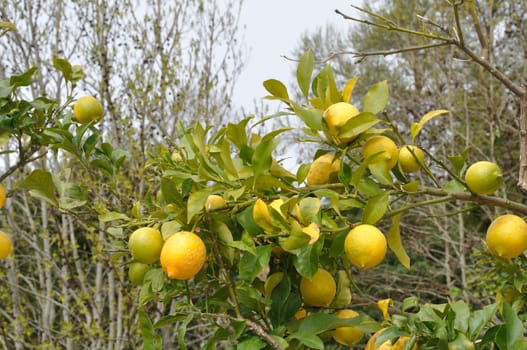Lemon tree near the Douro in Portugal