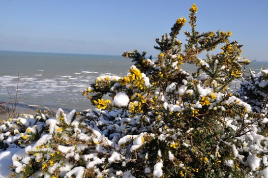 gorse branches covered in snow