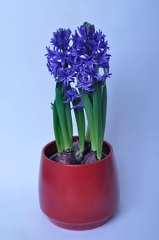 Studio shot of a hyacinth