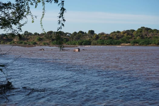 A group of hippopotamus relaxin in the Sabaki river, north of Malindi, Kenya