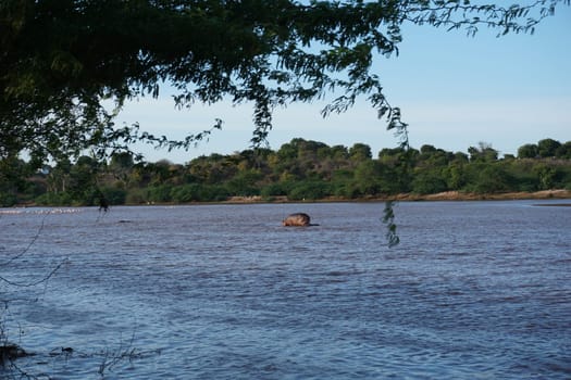 Watching a group of hippopotamus swimming in the Sabaki river close to Malindi, Kenya