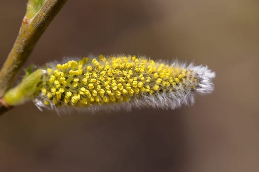 Willow - Salix - Willow kitten in a macro shot