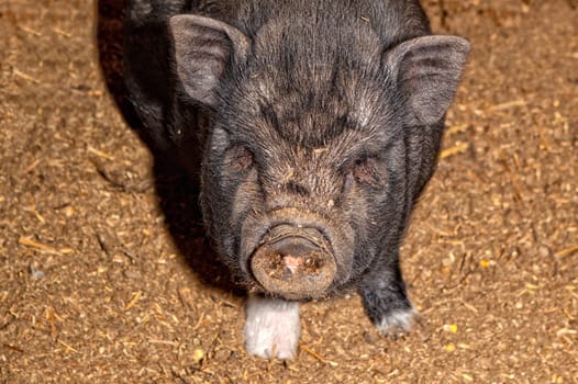 Vietnamese Pot-bellied pig on a traditional farm