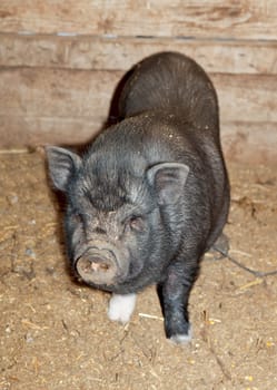 Vietnamese Pot-bellied pig on a traditional farm