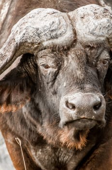 An up close view of the face of an African buffalo.
