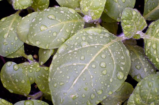 Looking down at young sacred hopi indian tobacco plants after a rain.