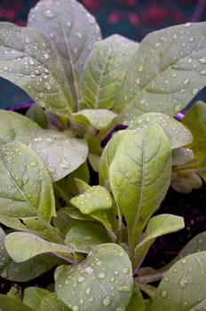 Looking down at young night blooming jasmine aztec tobacco plants after a rain.