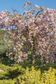 Blooming pink Sakura tree in the garden. Bushes of Japanese spindle (Euonymus japonicus ) are in the foreground. Blue sky in the background. Vertically.