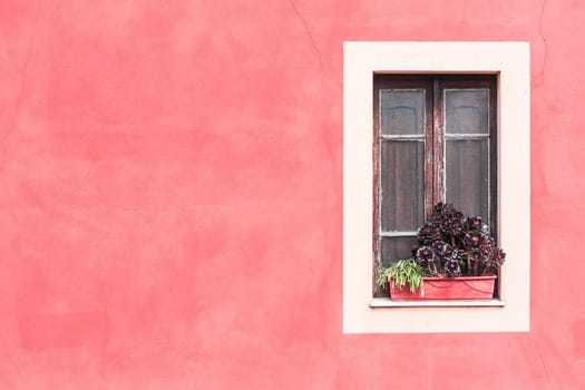 Closed window with planter  and red wall.