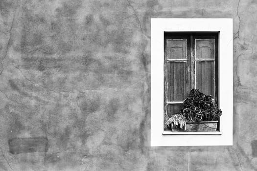 Closed window with planter  Black and White
