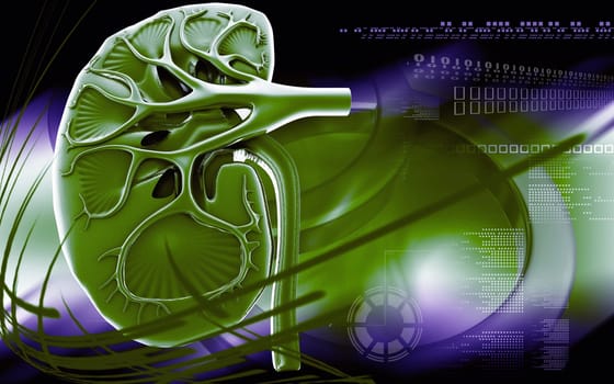 Digital illustration of kidney in colour background
