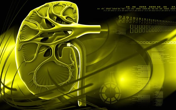 Digital illustration of kidney in colour background