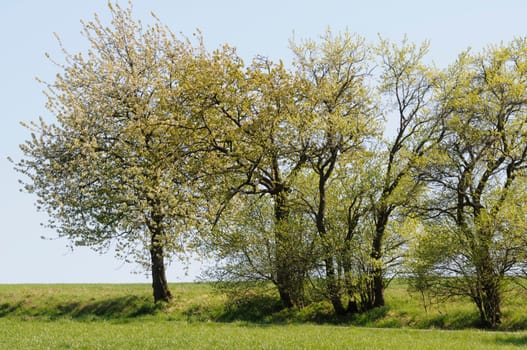 Spring