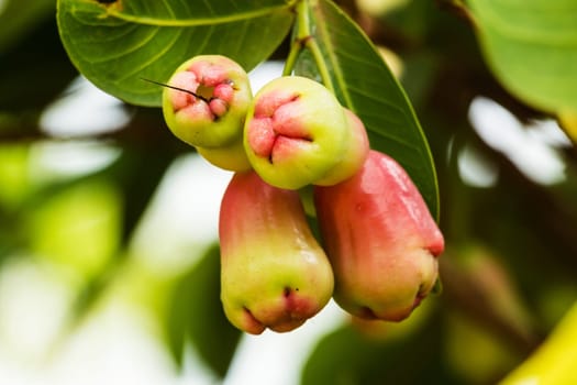 Java apple,tropical fruit on the tree
