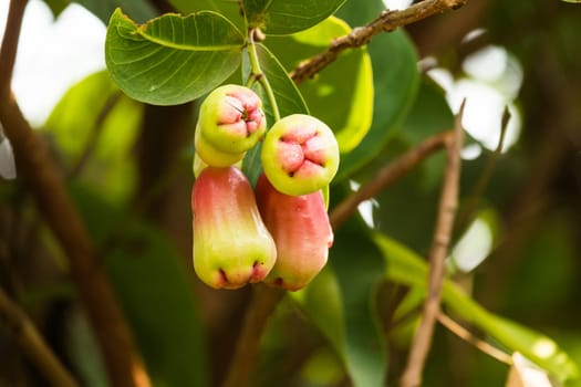 Java apple,tropical fruit on the tree