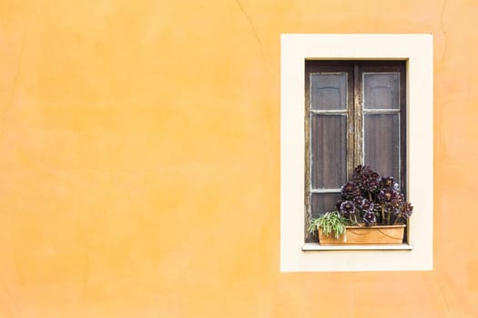 Closed window with planter  and yellow wall.