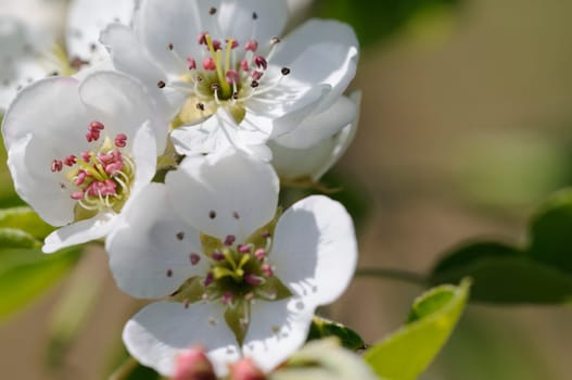 spring flowers