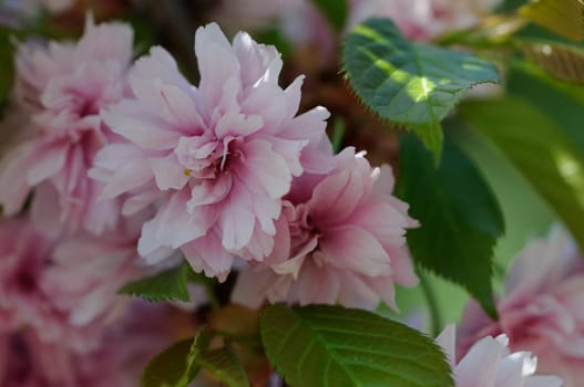 spring flowers