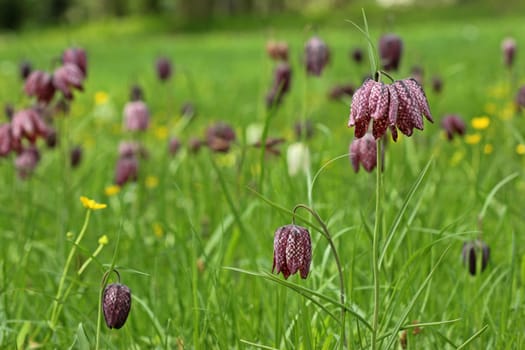 Wet meadow with chessboard flowers (Fritillaria meleagris) and rooster foot
