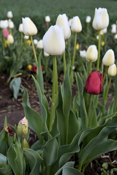Tulips on a tulip field in spring