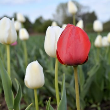 Tulips on a tulip field in spring
