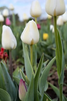 Tulips on a tulip field in spring
