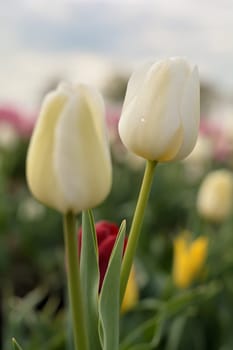 Tulips on a tulip field in spring