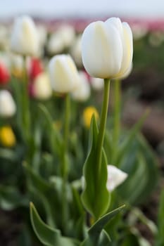 Tulips on a tulip field in spring
