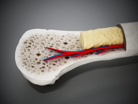 Cross section of a human bone showing bone marrow, spongy bone and blood vessels. 3D illustration.