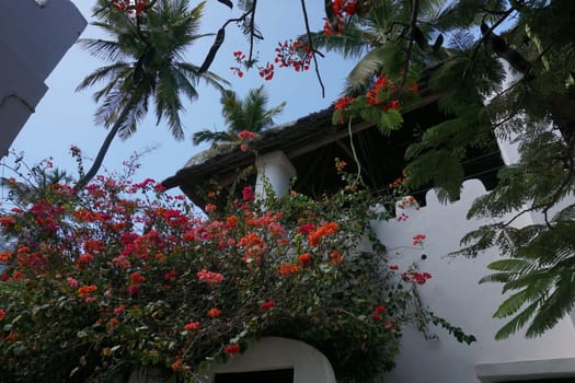 Beautiful swahili style house surrounded by lush vegetation in Shela on Lamu Island, Kenya