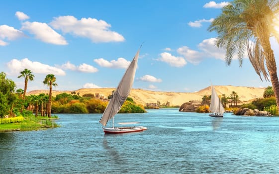 Traditional view of Aswan, the sailboats in the Nile behind the palm, Egypt, Africa.