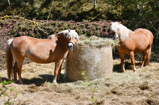 Feed horses with a hay ball