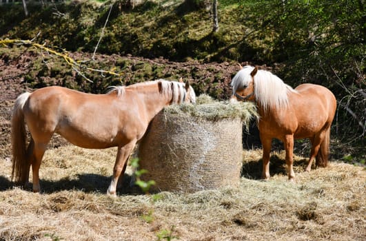 Feed horses with a hay ball