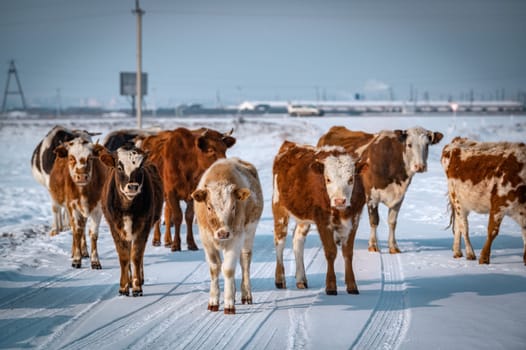 cows of Tazheran steppe in Irkutsk region, Siberia, Russia